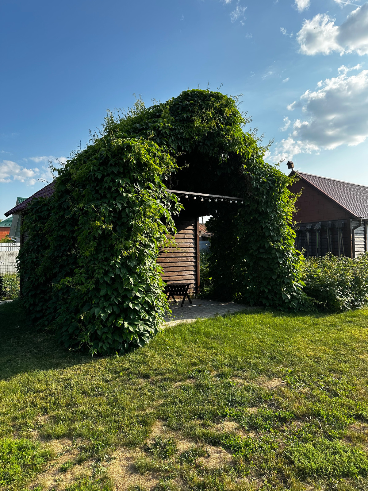 Беседка-навес, увитый виноградом