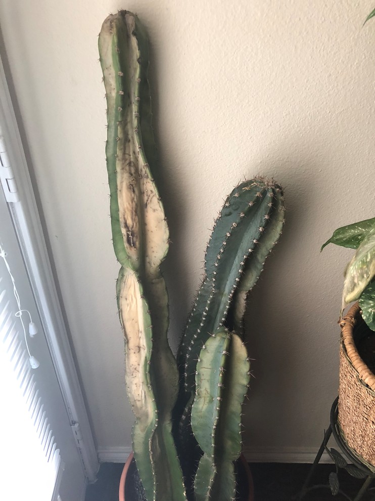 Cactus cereus help! Is it drying? | Houzz Forum