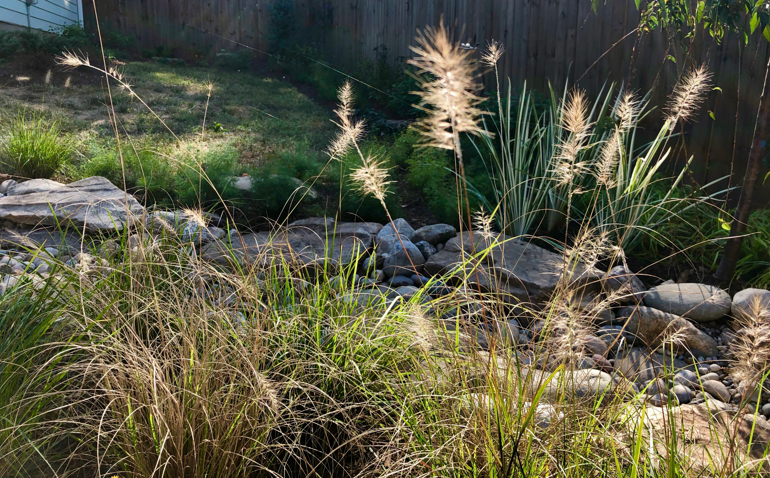 Pennisetum backlit