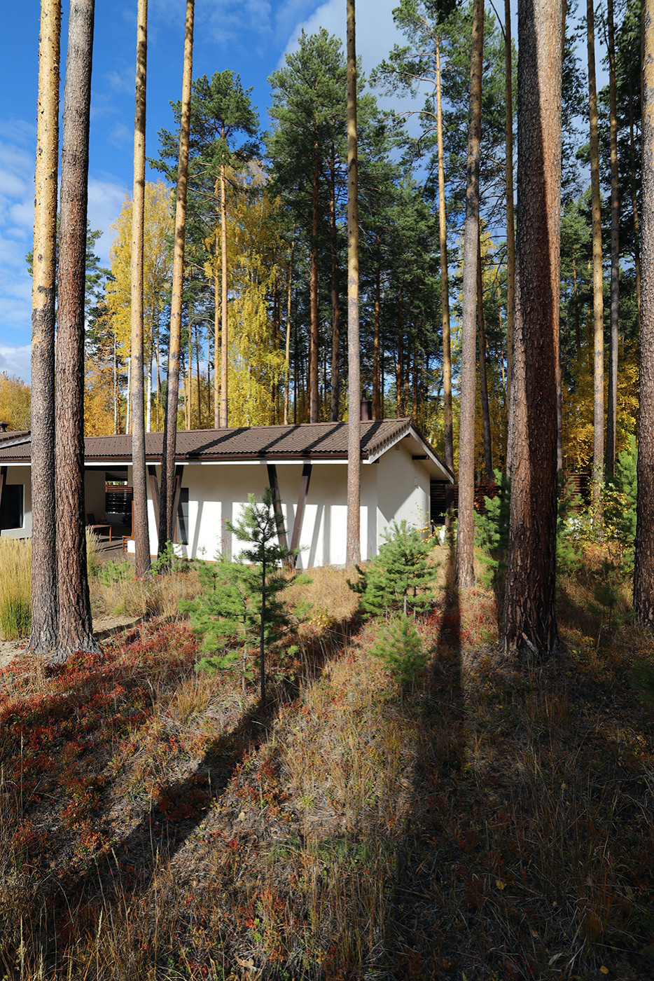 Лес и огород