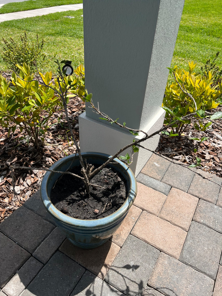 Why is my hibiscus dying???