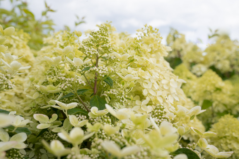 Гортензии для сада премиум-класса