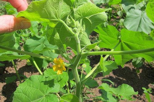 Identify squash, melon, or something else