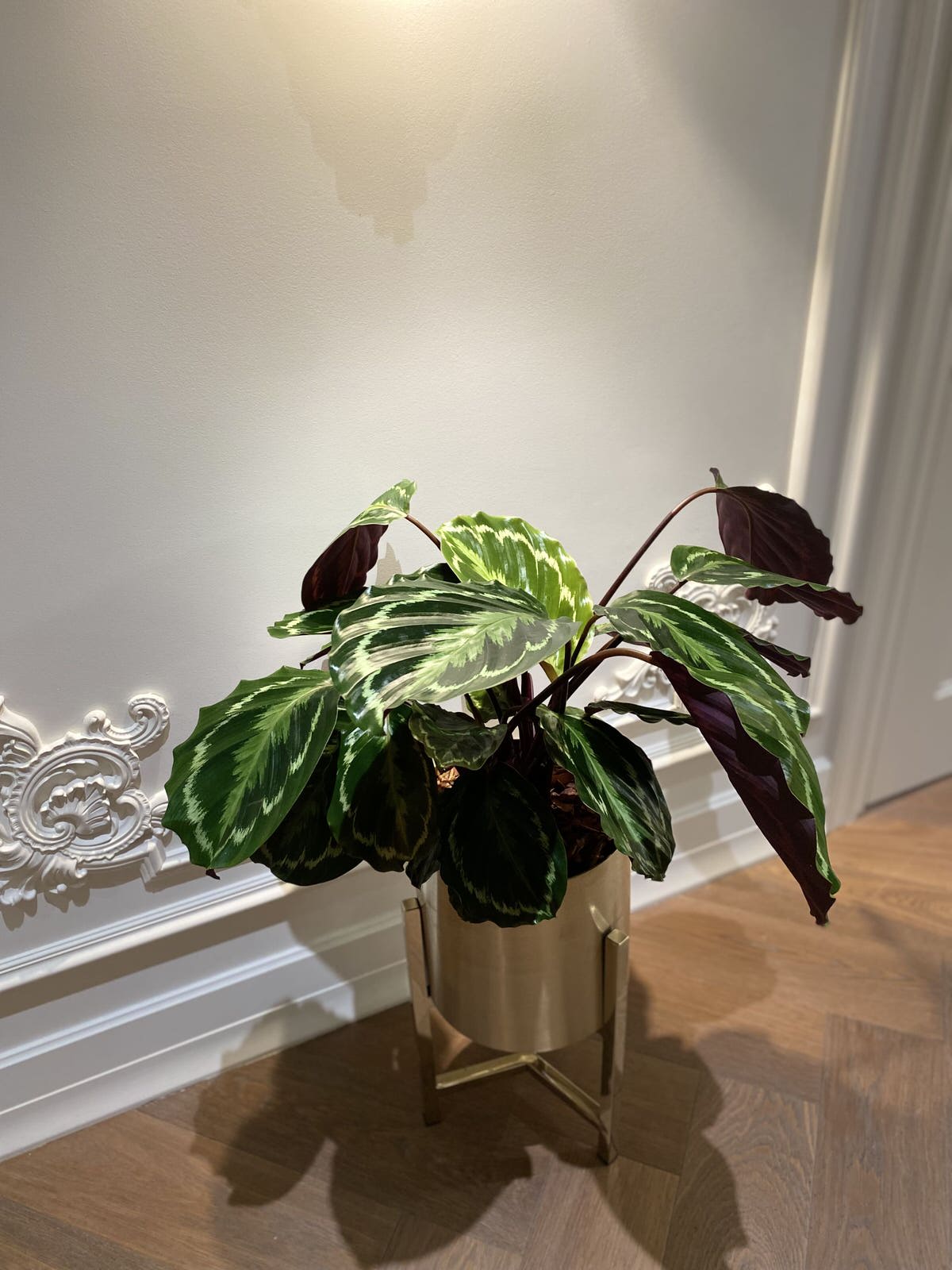 Озеленение интерьера