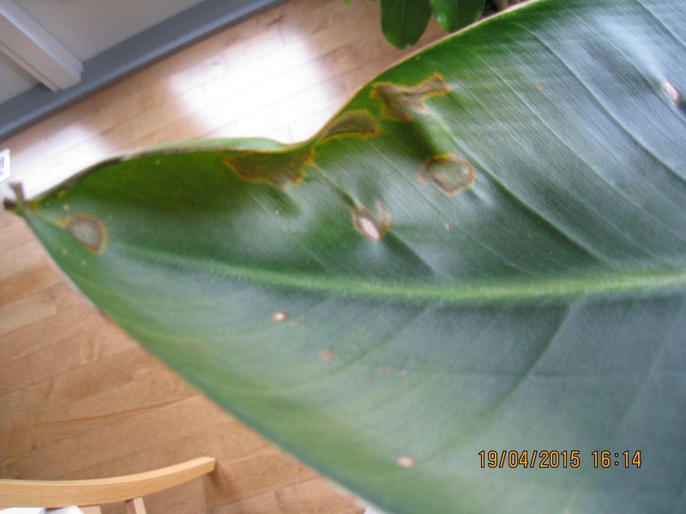 Brown Patches on Strelitzia (Bird of Paradise)