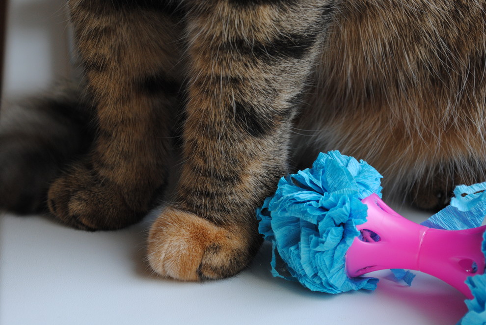 Cat toys_own photos
