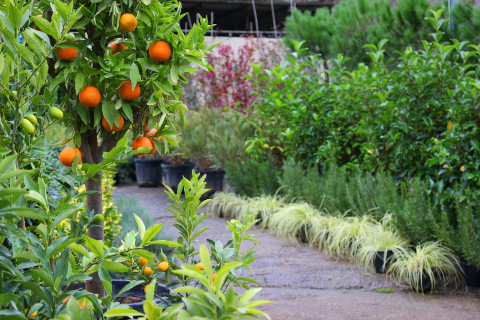 Наш питомник растений на мацесте
