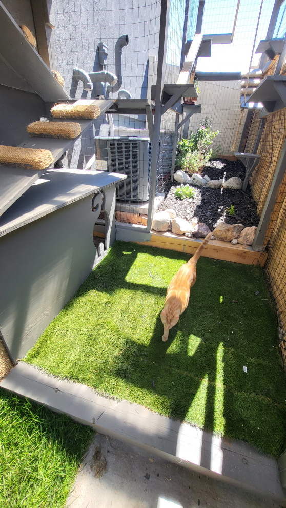 The Purr-fect Playground✨