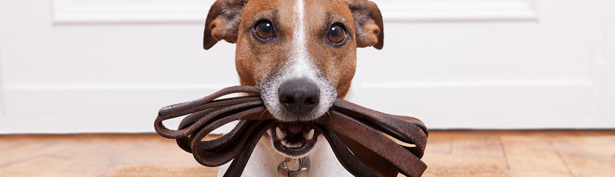 Company dog stylish pictures Company dog stylish images