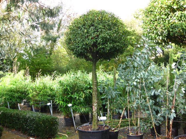 Nuthurst Nursery Photos mediterranean-garden