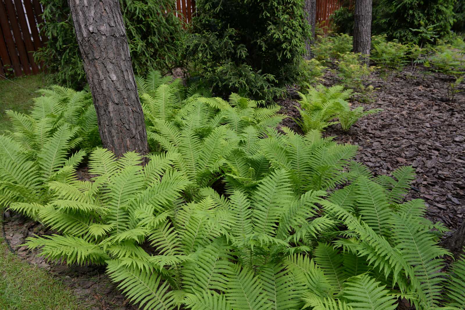 Новогорск 2021