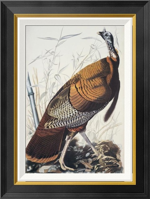 Wild Turkey Framed Canvas Giclee By John James Audubon 18 X24