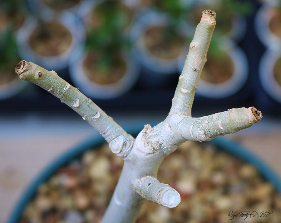 Super Glue to Seal Cuts