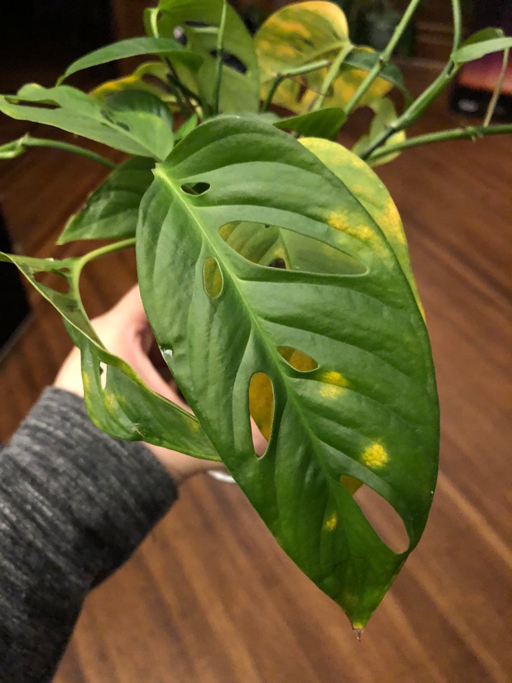 philodendron green lemon Philodendron 'Lemon Lime' upright – Plant Bar HI