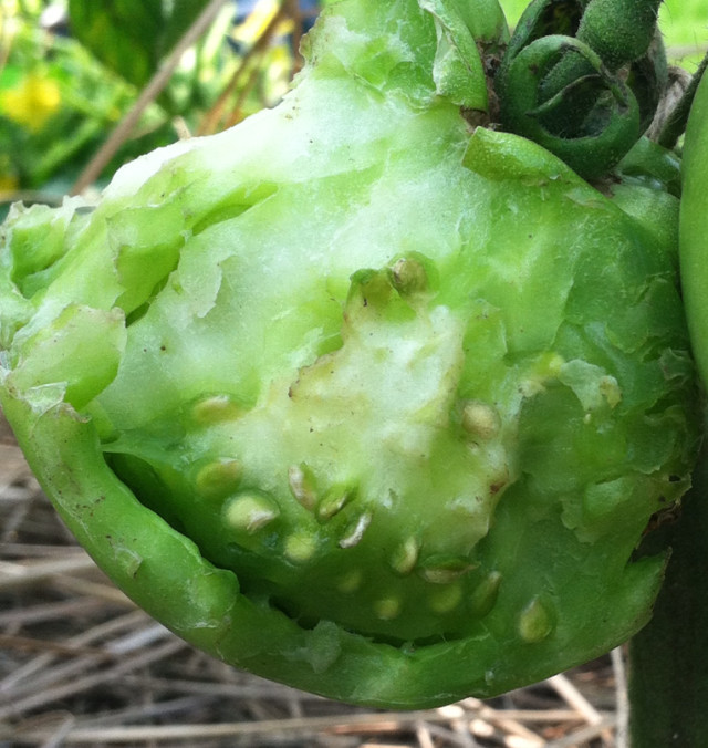 What is eating my plants?