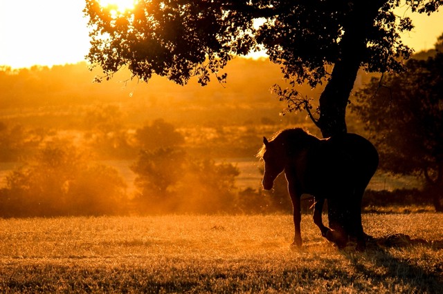 Pixtury "Verso la Luce" Photo Print, Canvas, 40x60 cm