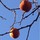 shane_carter5316459