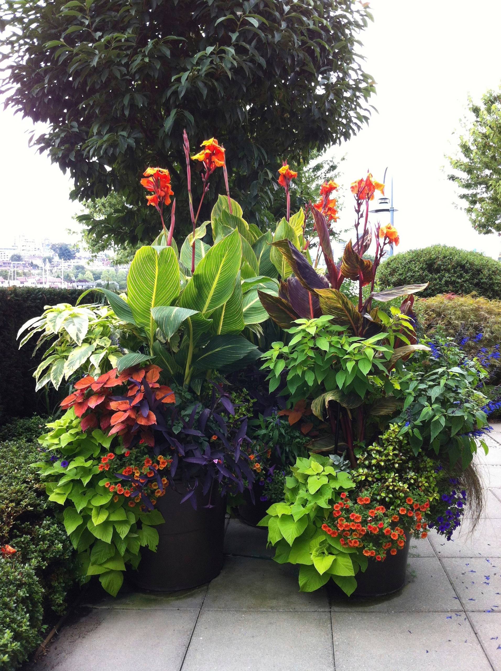 10 Sizzling-Hot Summer Container Gardens