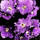 Last commented by dviolet1