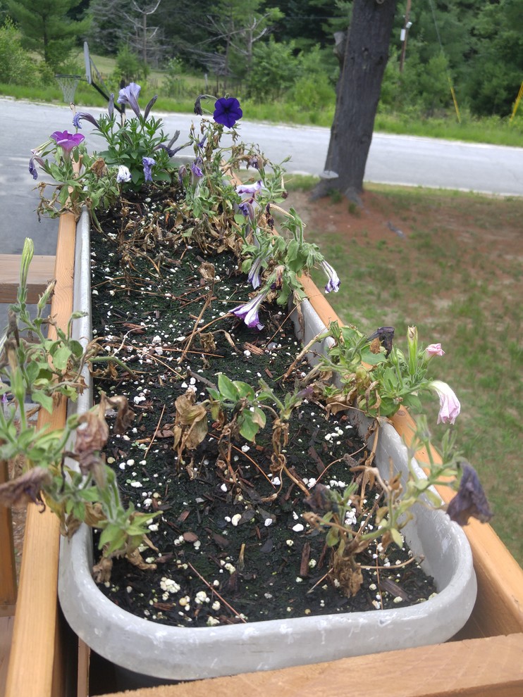 Wave petunias dying