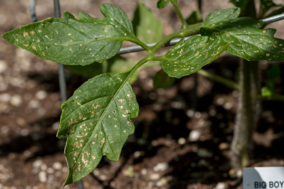 Tomato Plant Leaf Issues, Maybe Sunburn or Disease?