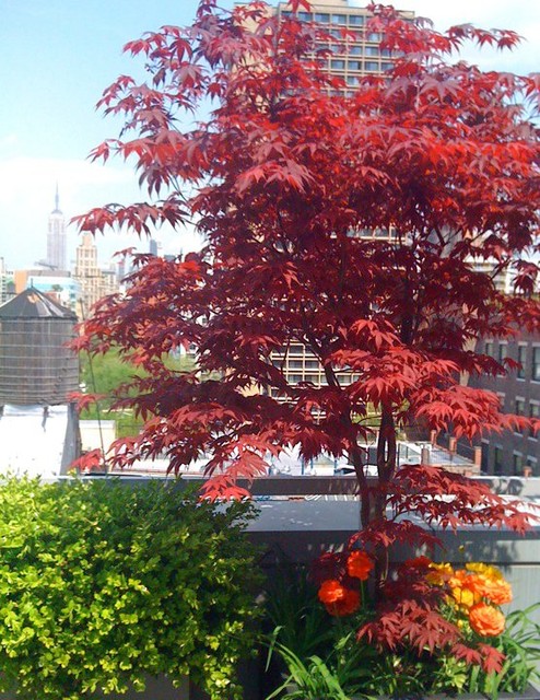 Nyc Terrace Deck Roof Garden Container Plants Japanese Maple