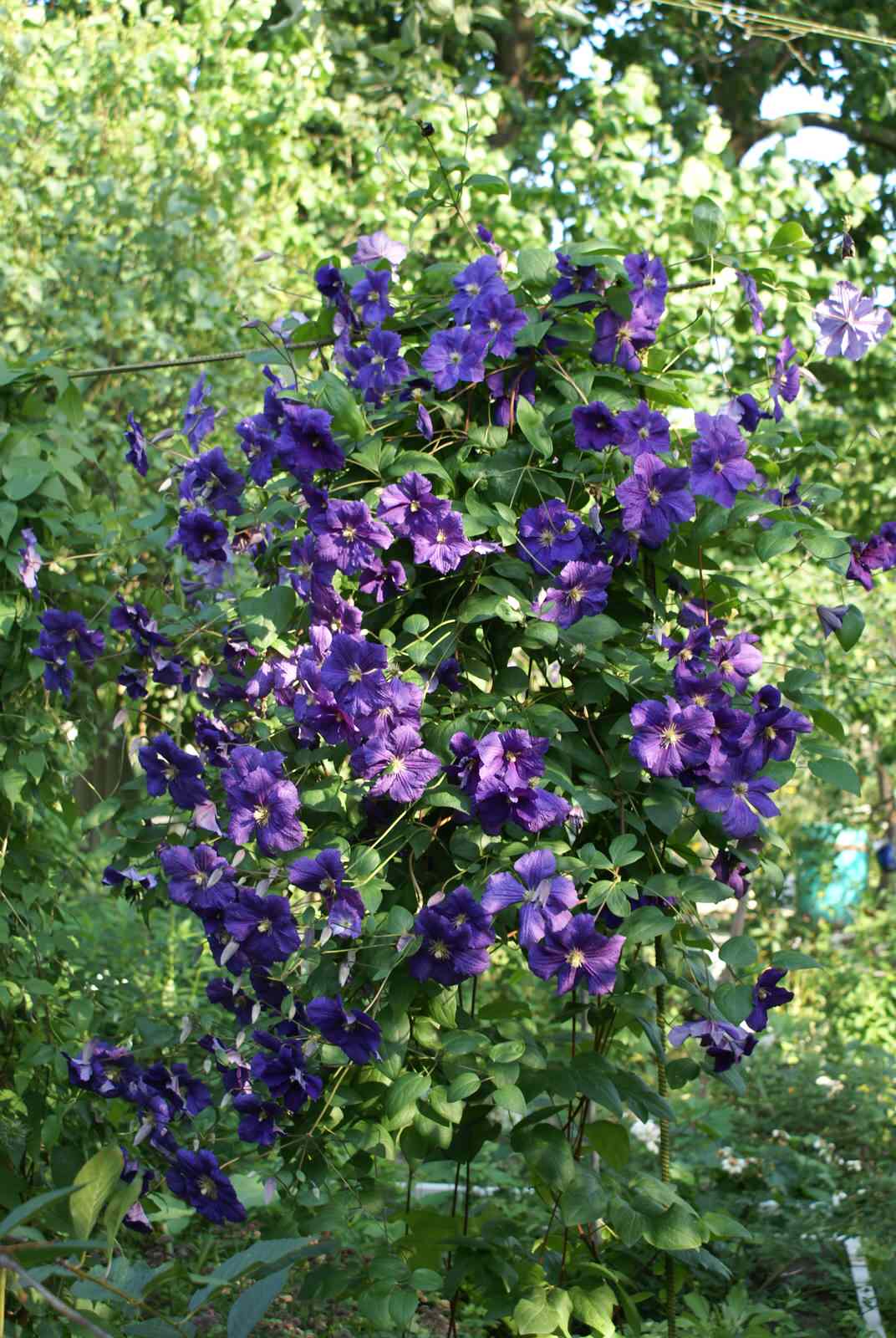 Питомник растений. Многолетние цветы