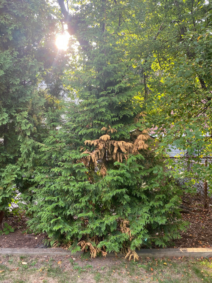 Arborvitae has developed brown spots...now what?