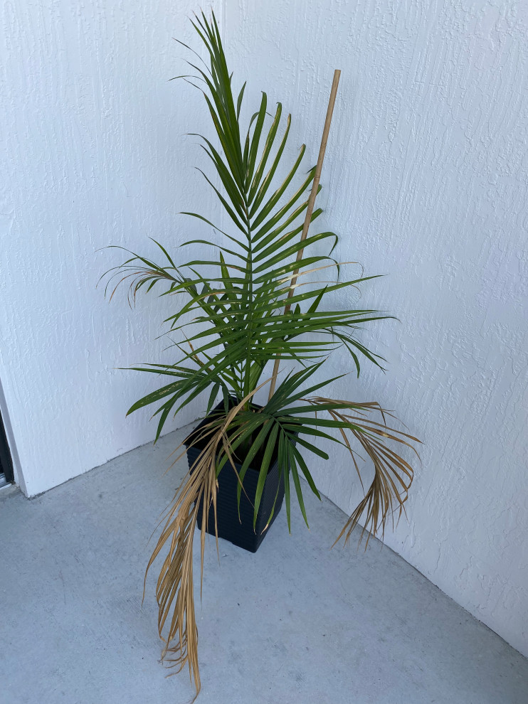 Cat Palm, is he dying? HELP?