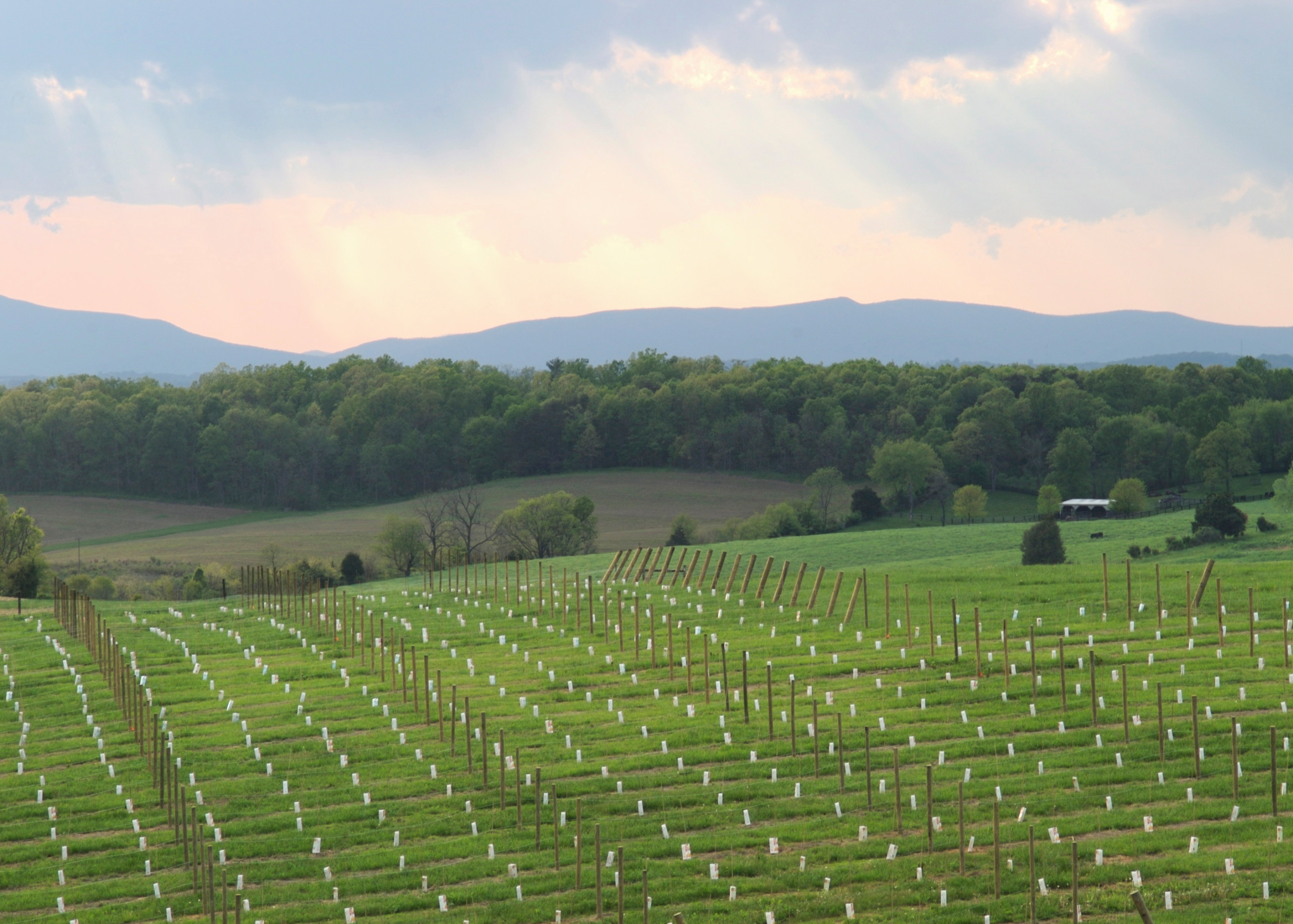 Vineyard 1