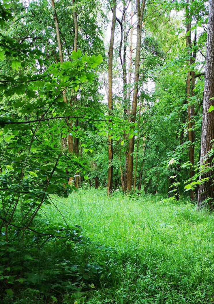 Ландшафтный проект Верхнего парка Истра