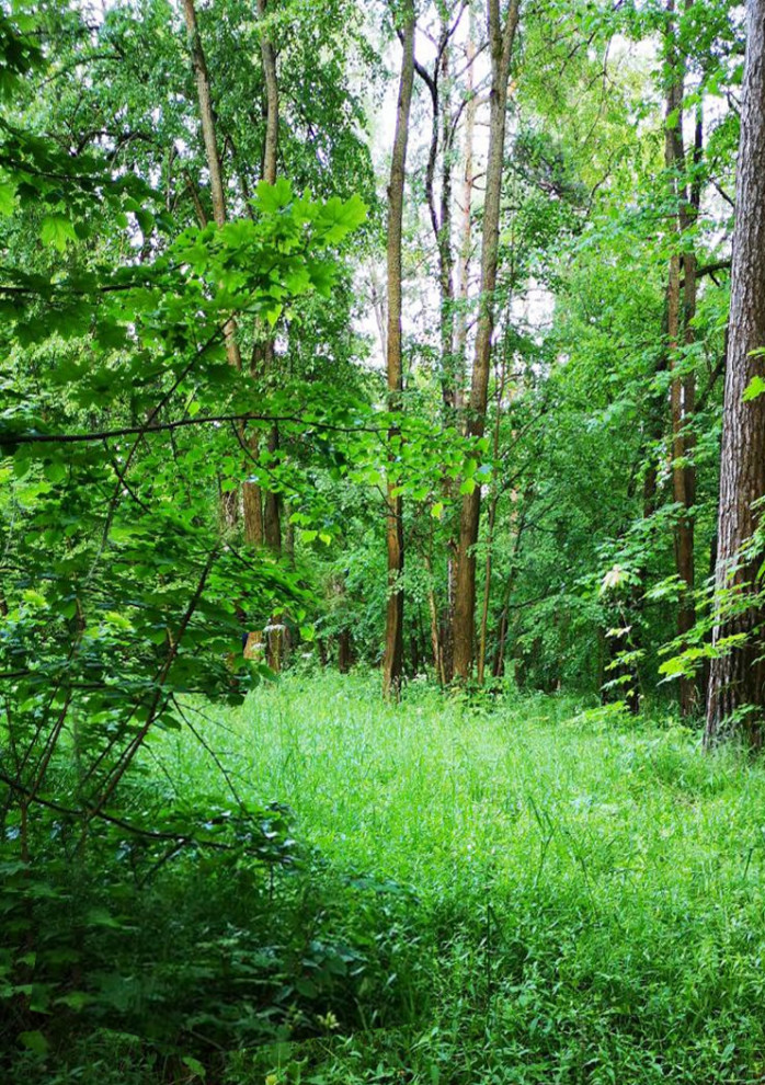 Ландшафтный проект Верхнего парка Истра