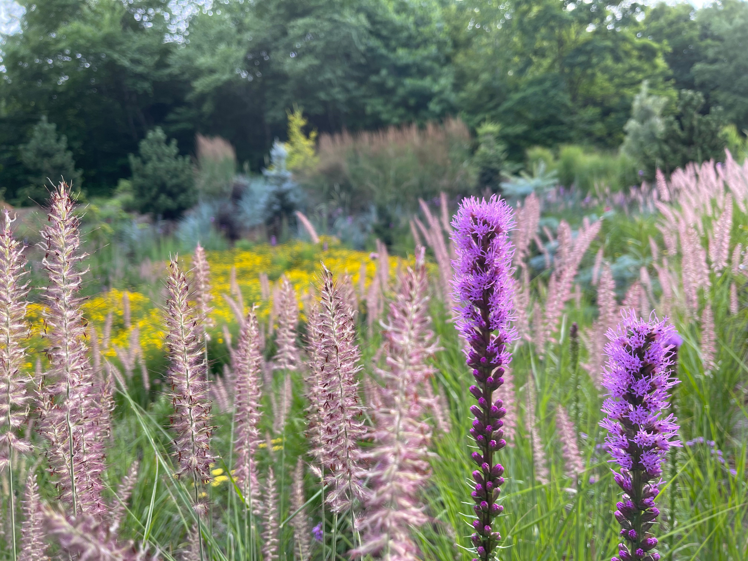 Front meadow, 7/21.