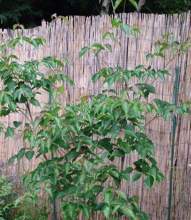 Pruning Kousa Dogwood