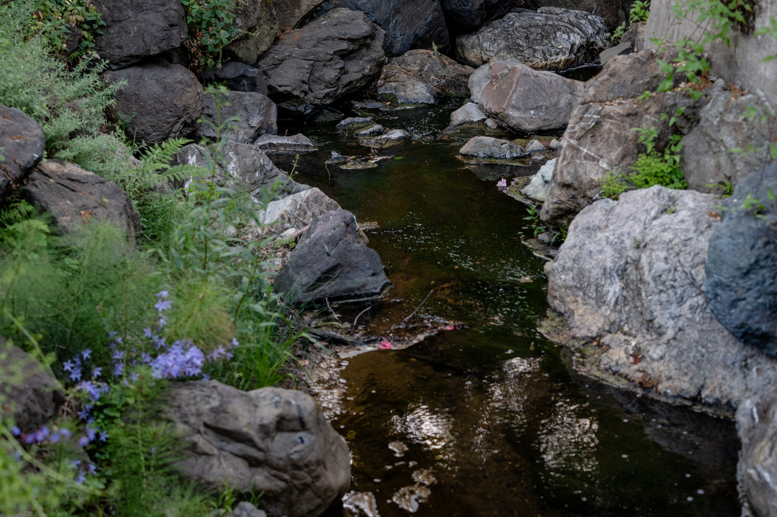 Creekside Restoration: Close-Up of Creek Edge with Native Plants and Purple Bloo