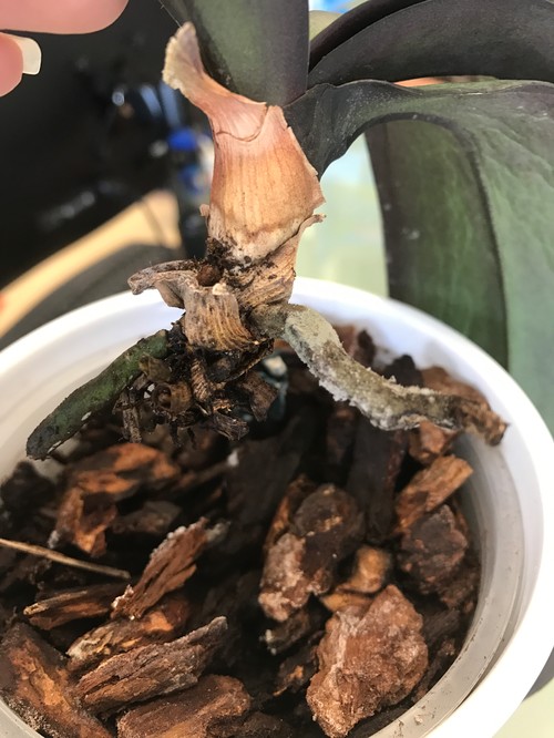 Tiny silver bugs on orchid