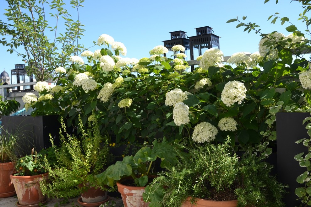 Klotzen statt kleckern: Üppige Topfpflanzen für große Balkone