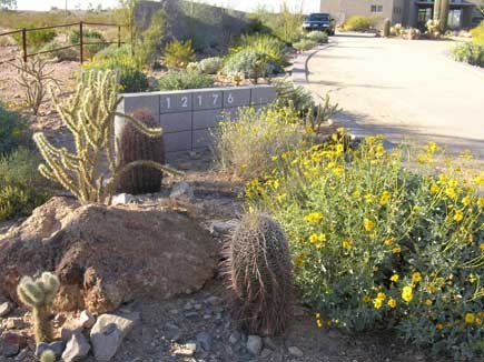 Photo of a modern garden in Phoenix.