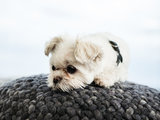 39 Animali Domestici che si Godono Comodamente l’Inverno (39 photos) - image  on http://www.designedoo.it