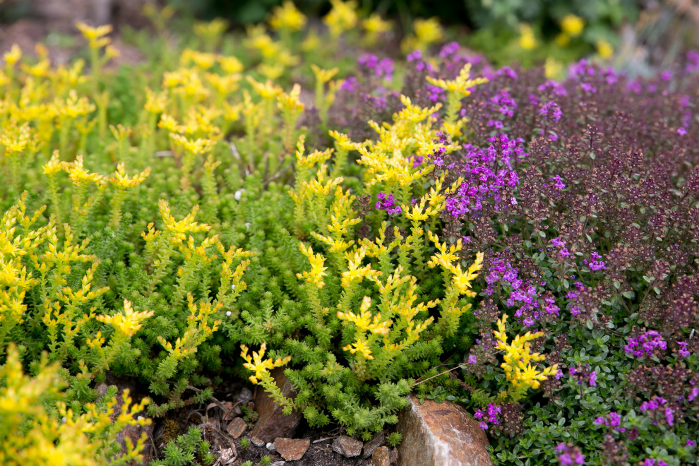 Портреты растений