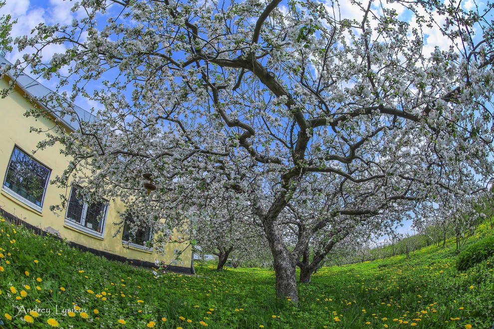 Плодовый сад МГУ