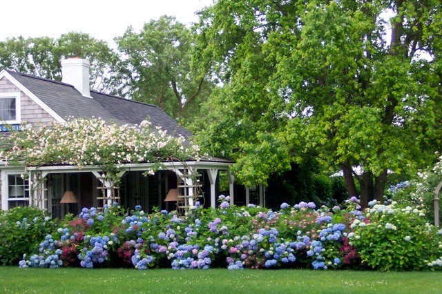 Parade of Nikko Blue Hydrangea with New Dawn Roses