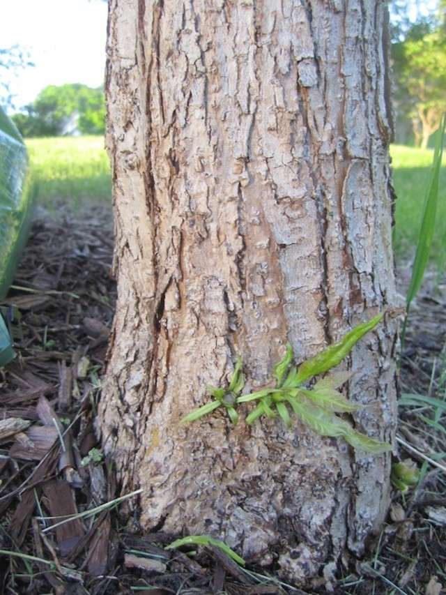 Catalpa tree sprouting at base could it be alive?