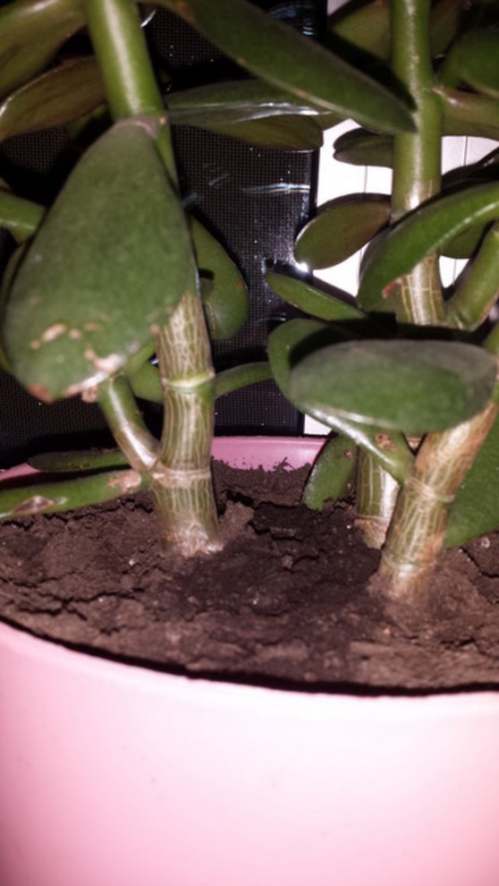 Is my jade plant rotting?