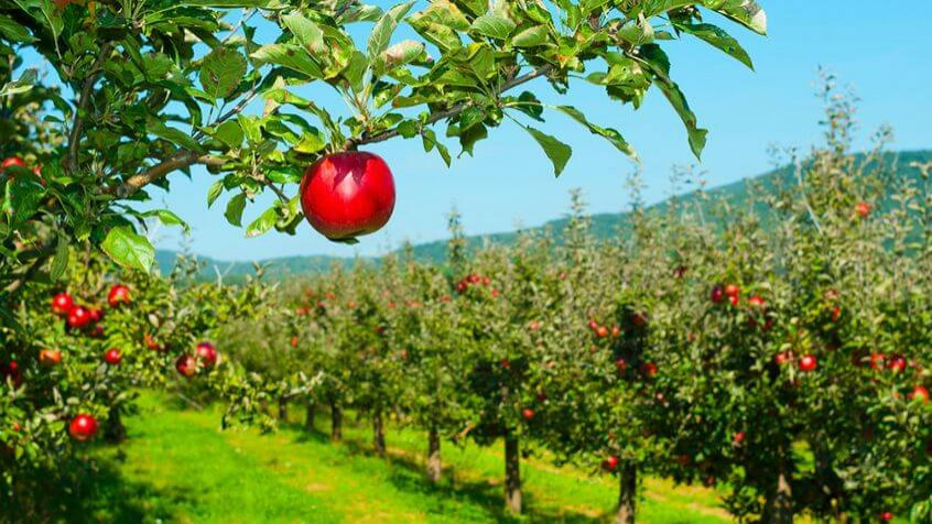 Home Apple Orchards planted in Dutchess County, NY