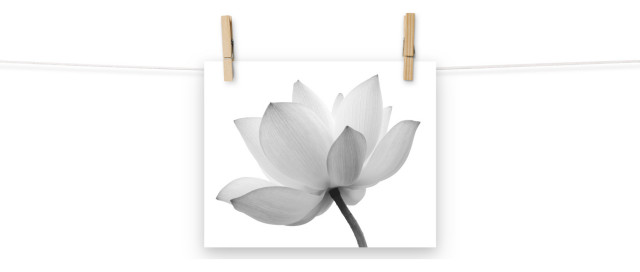 Dramatic Floral Wall Art Lotus Flower Black and White Floral Nature ...