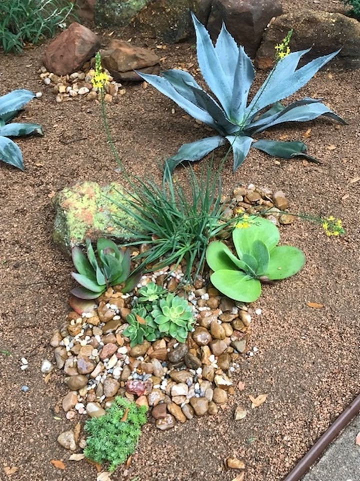 Xeriscape-Drought Tolerant