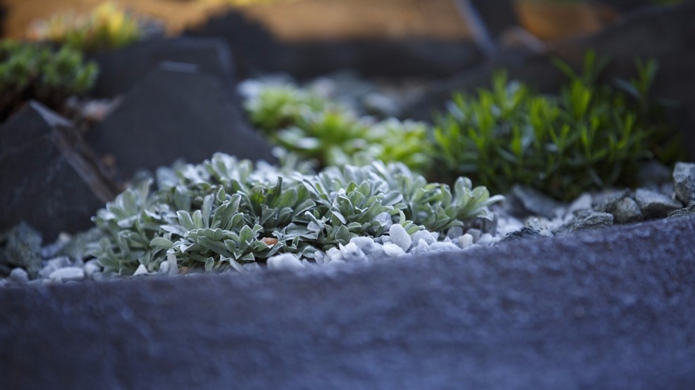 Альпинарии