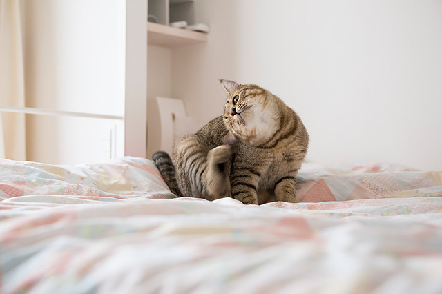 猫の隠れ家 minimalistisch-schlafzimmer