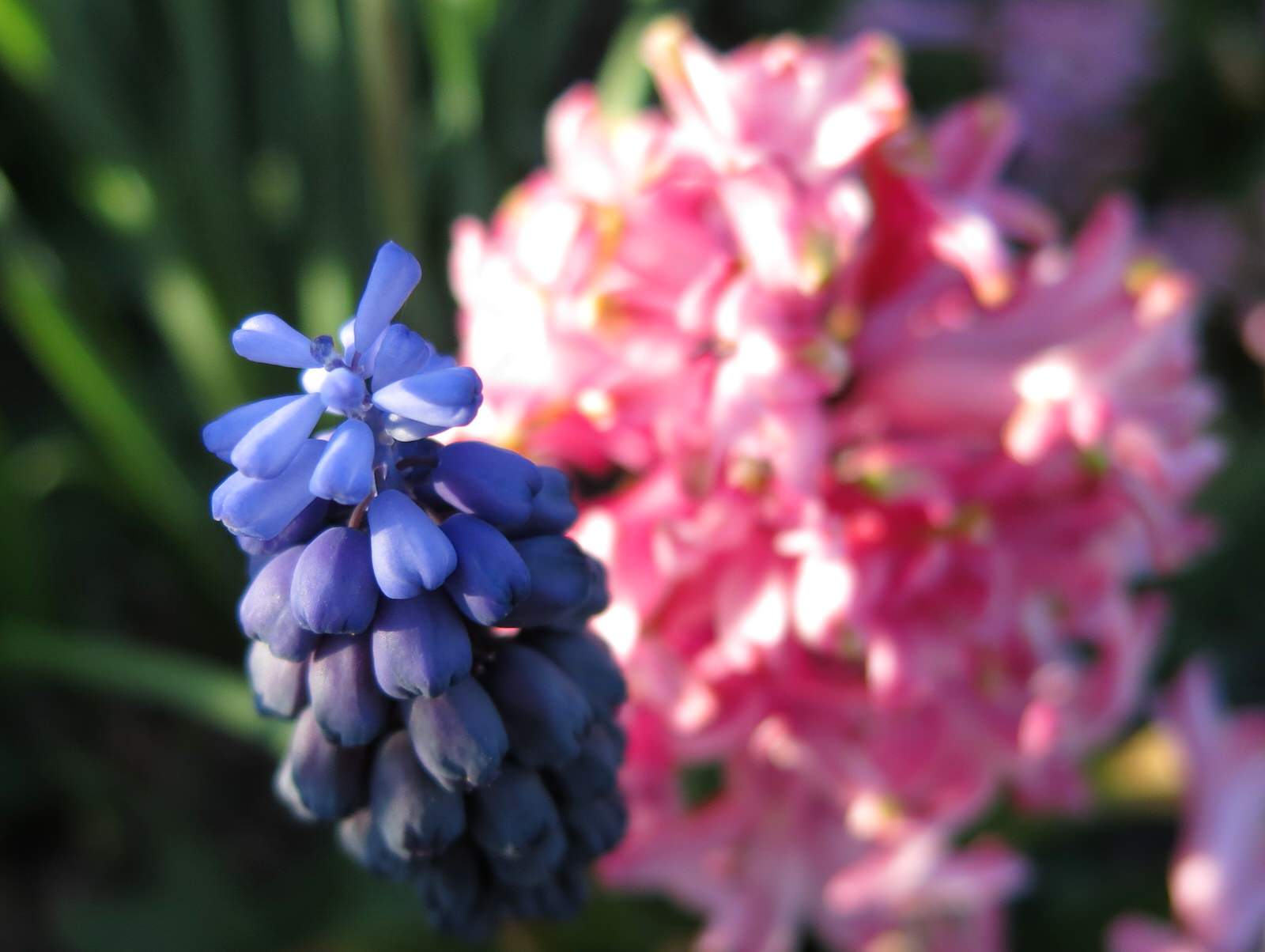 ТЕПЛЫШКО МОЕ. ВЕСНА.